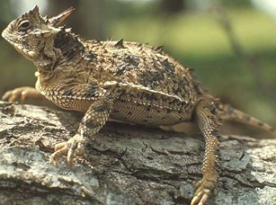 OVIPAROUS MAMMALS-SPECIAL VIVIPAROUS ANIMALS | BIOZOOM